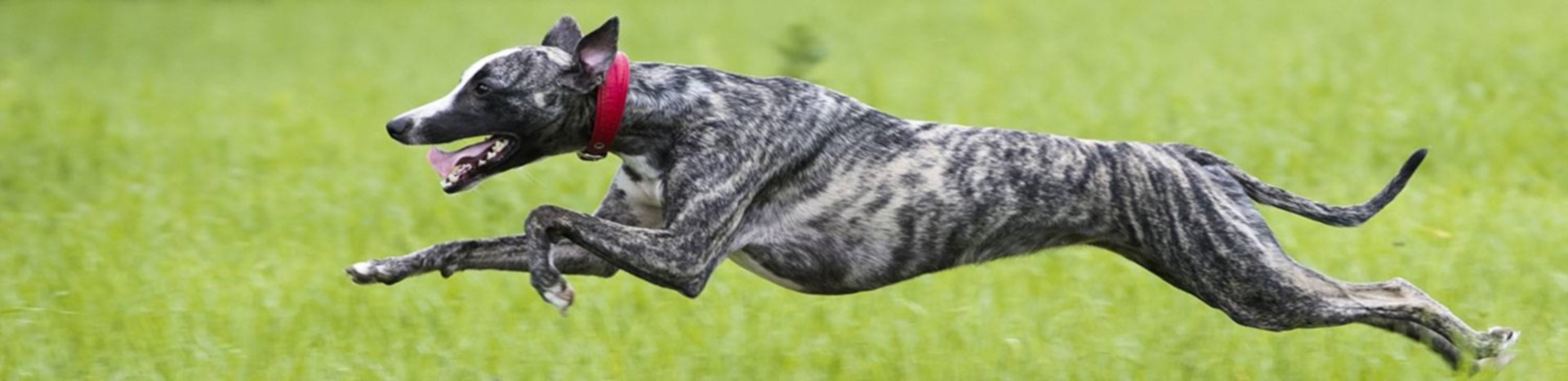 Adopt a Racer Slide